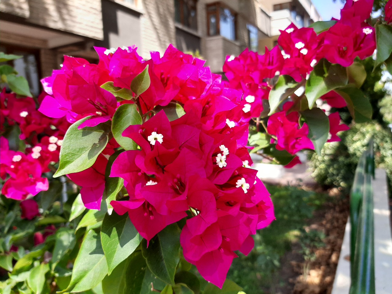 Bougainvillea spectabilis