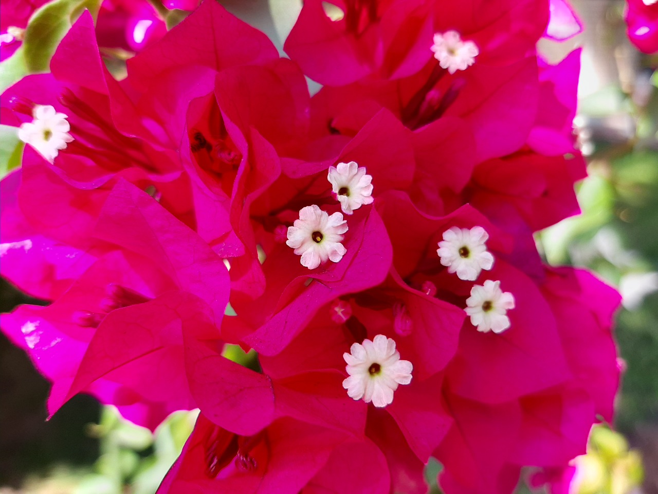 Bougainvillea spectabilis