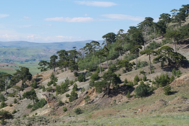 Pinus nigra