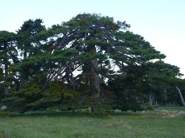 Pinus nigra