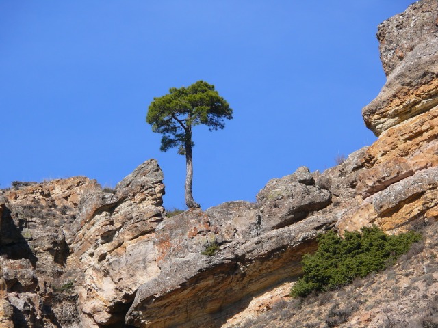 Pinus nigra