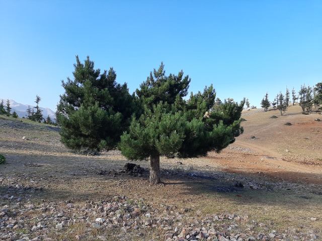 Pinus nigra