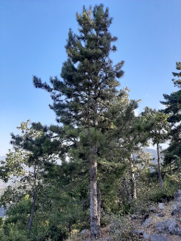 Pinus nigra