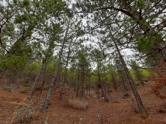 Pinus nigra