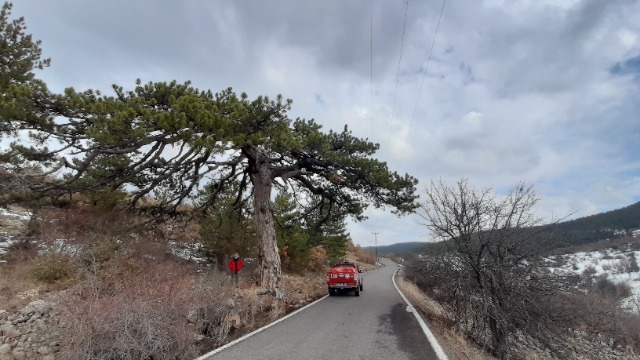 Pinus nigra
