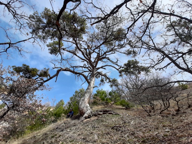 Pinus nigra