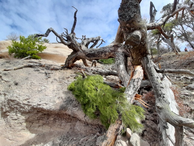 Pinus nigra