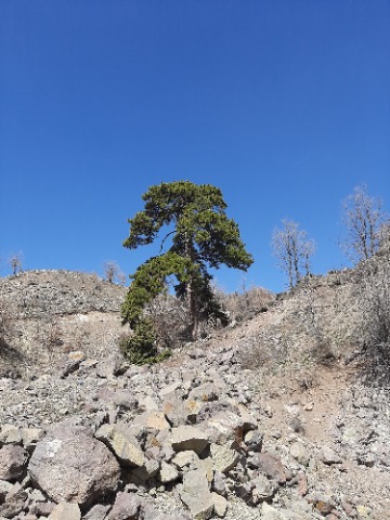Pinus nigra