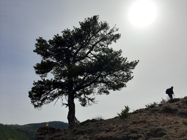 Pinus nigra