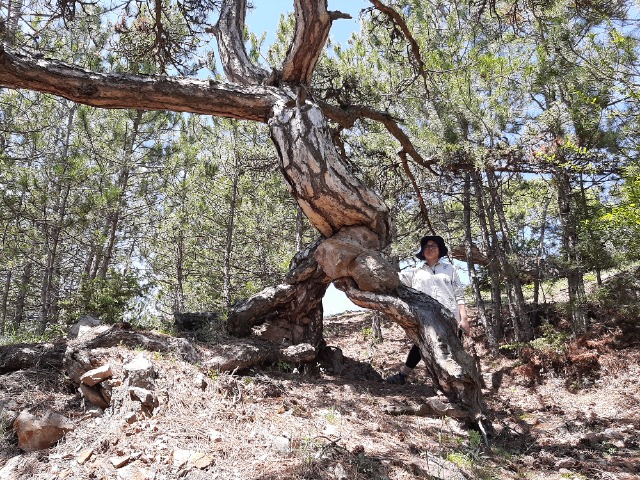 Pinus nigra