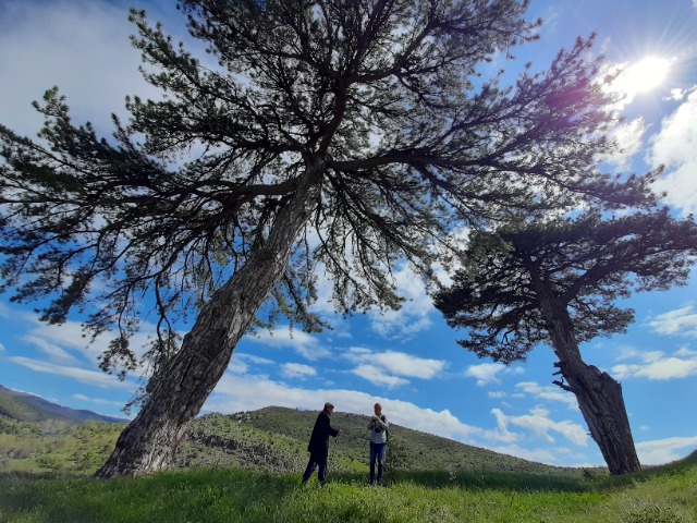 Pinus nigra