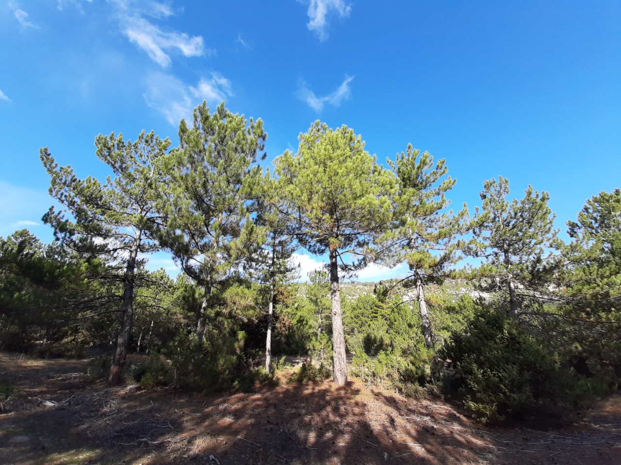 Pinus nigra