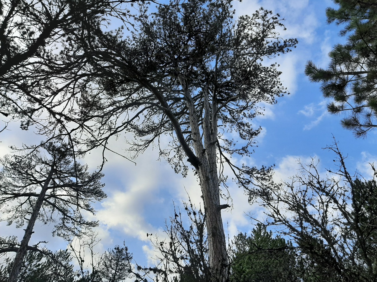 Pinus nigra