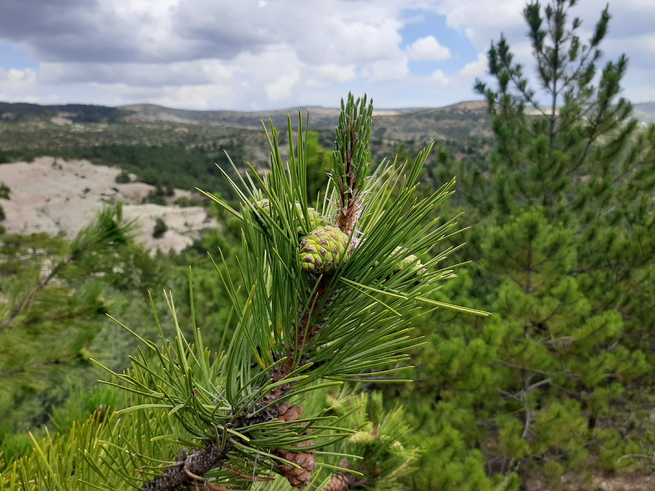 Pinus nigra