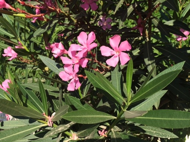 Nerium oleander