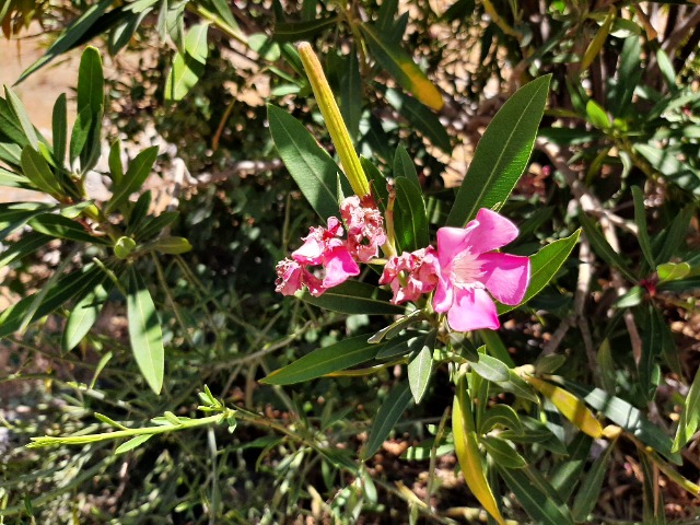 Nerium oleander