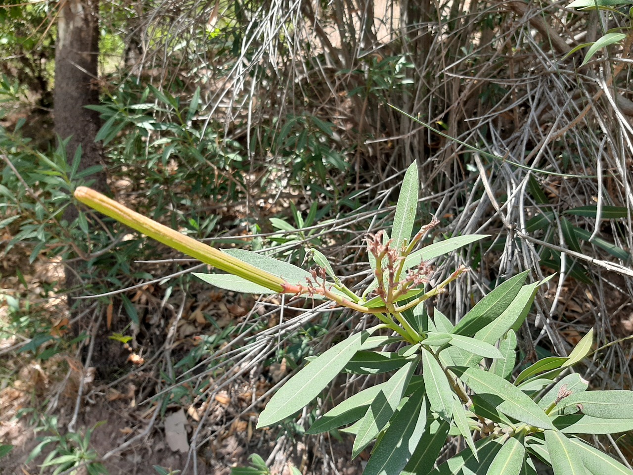 Nerium oleander