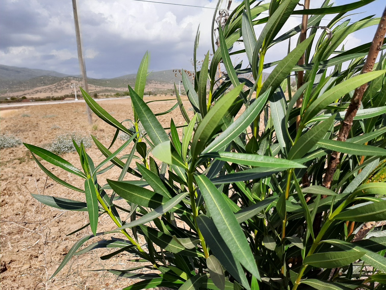 Nerium oleander