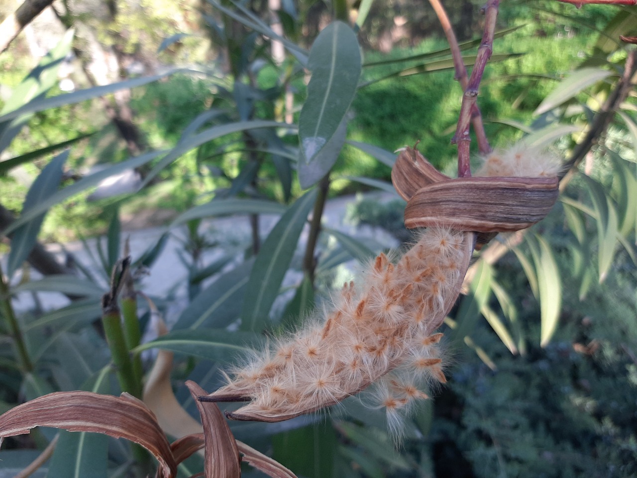 Nerium oleander