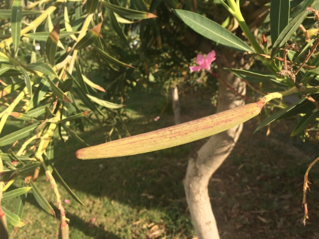 Nerium oleander