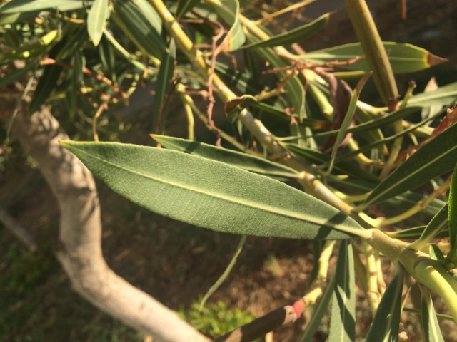 Nerium oleander