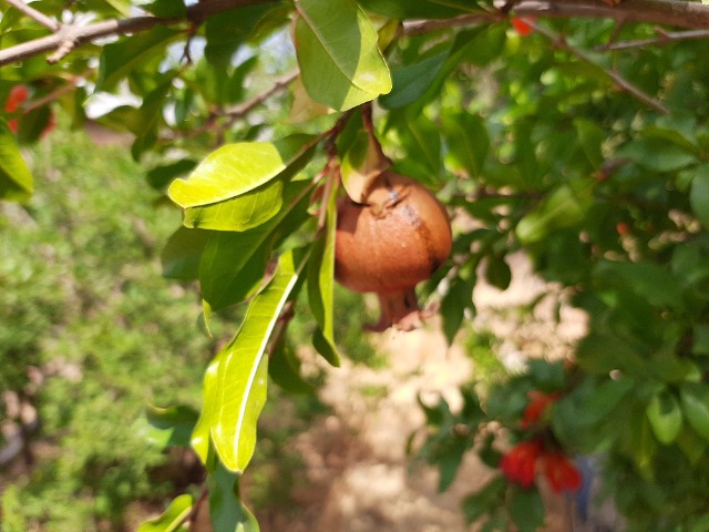 Punica granatum