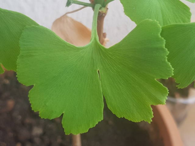 Ginkgo biloba