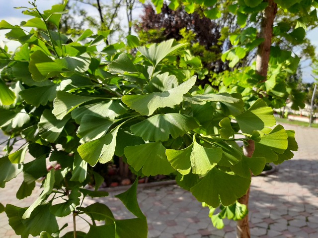 Ginkgo biloba