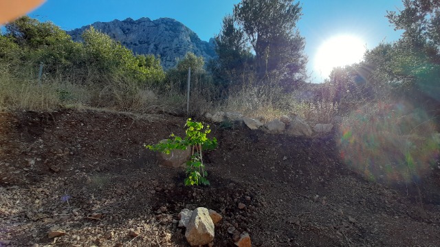 Ginkgo biloba