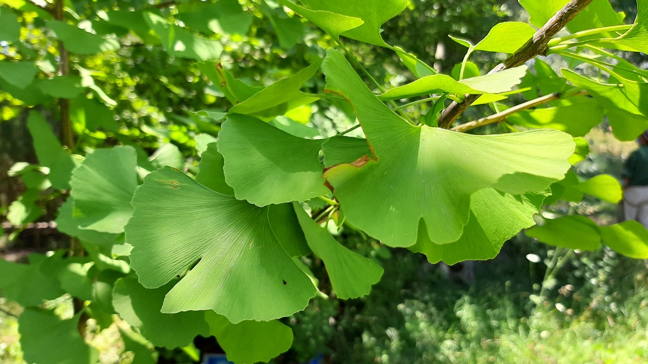Ginkgo biloba