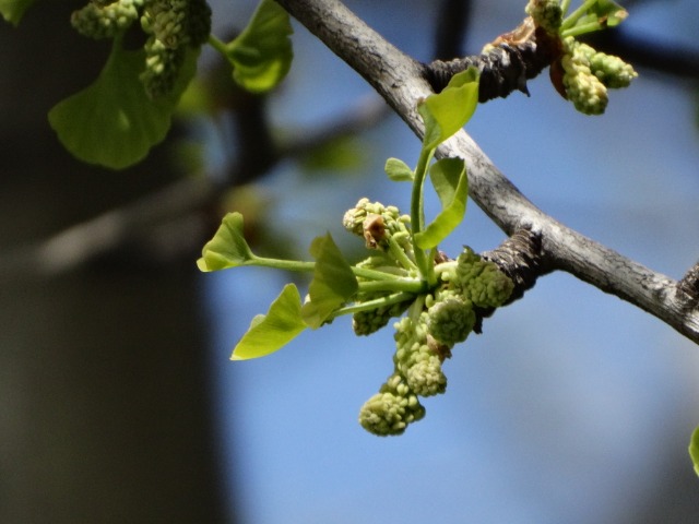 Ginkgo biloba