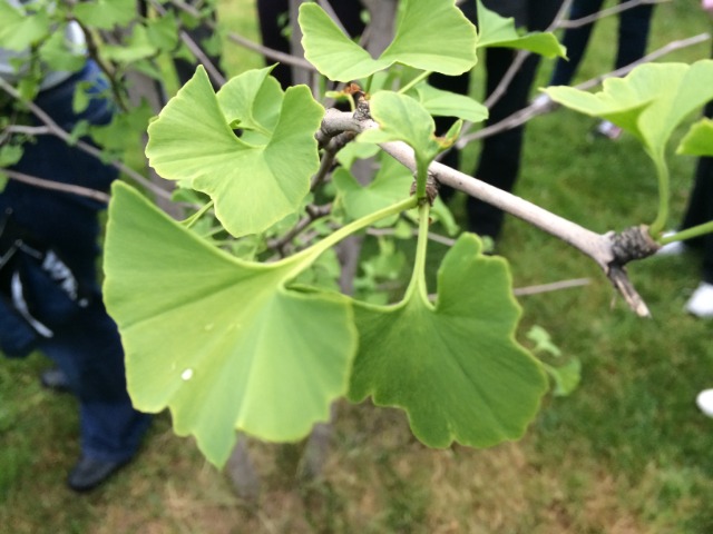 Ginkgo biloba