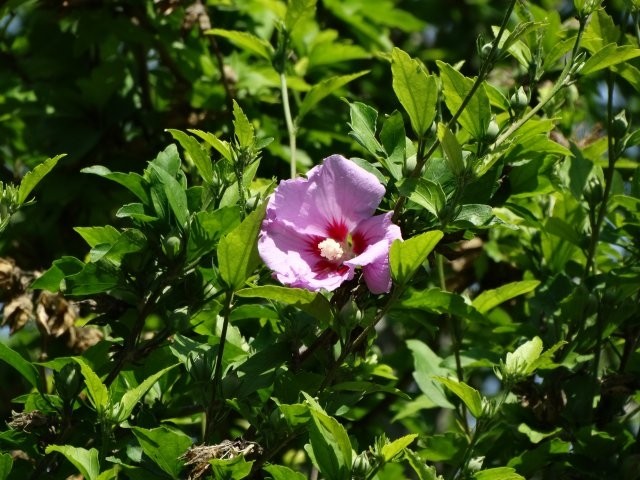 Hibiscus syriacus