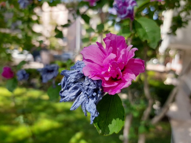 Hibiscus syriacus