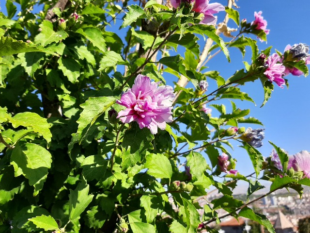 Hibiscus syriacus