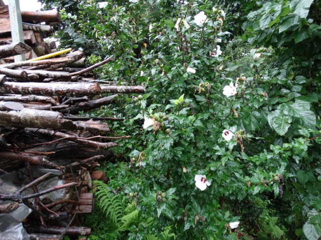 Hibiscus syriacus