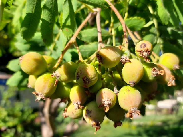 Sorbus aucuparia