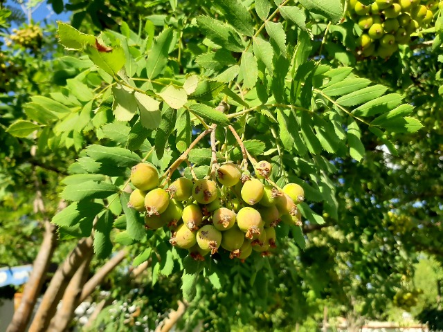 Sorbus aucuparia