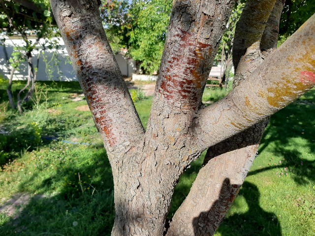 Sorbus aucuparia