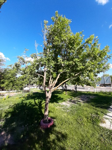 Sorbus aucuparia