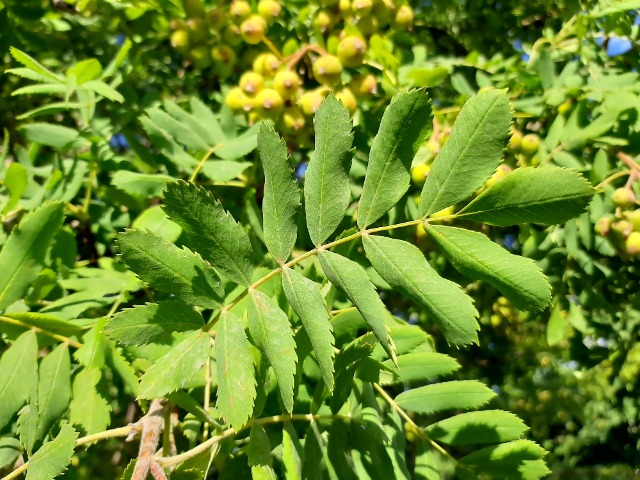 Sorbus aucuparia