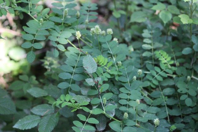 Sorbus aucuparia