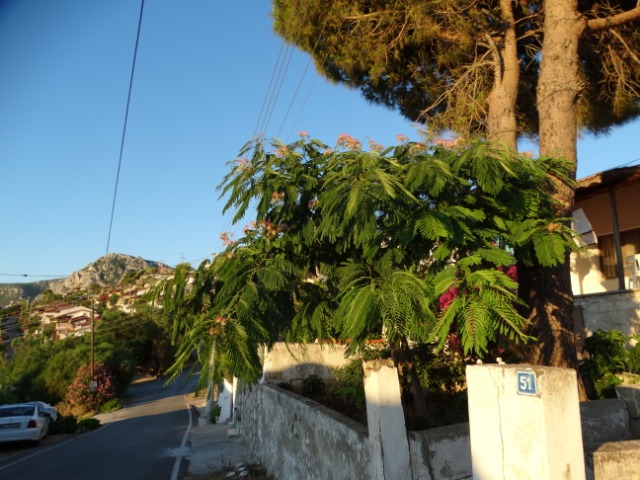 Albizia julibrissin