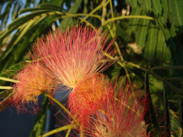 Albizia julibrissin