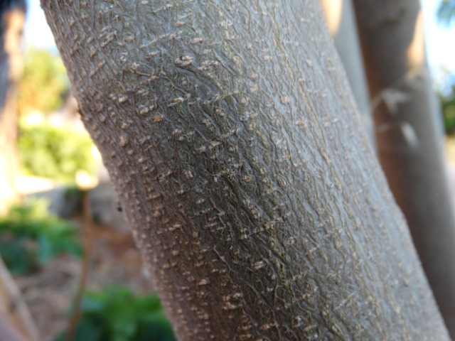 Albizia julibrissin