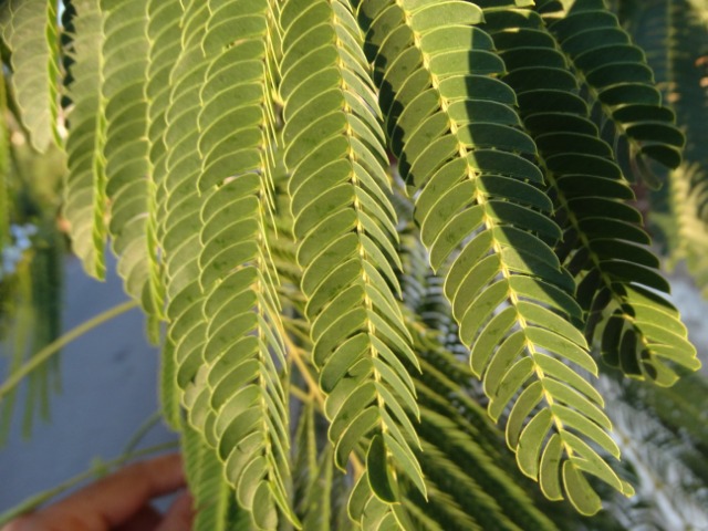 Albizia julibrissin