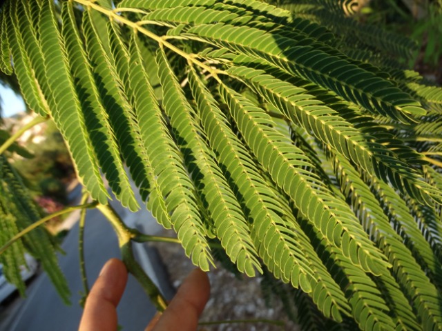 Albizia julibrissin