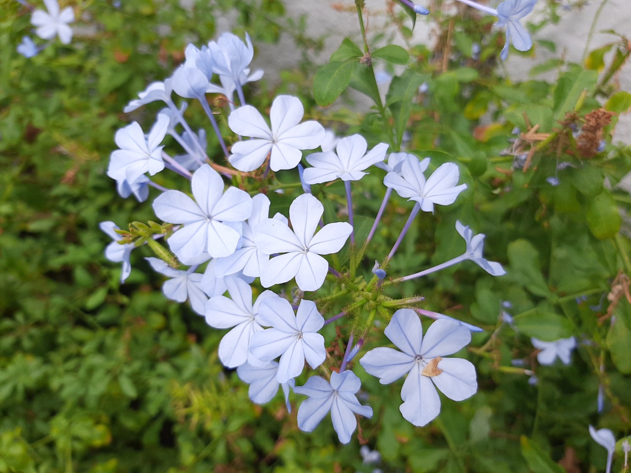 Plumbago europaea