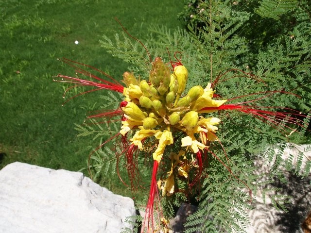 Caesalpinia gilliesii
