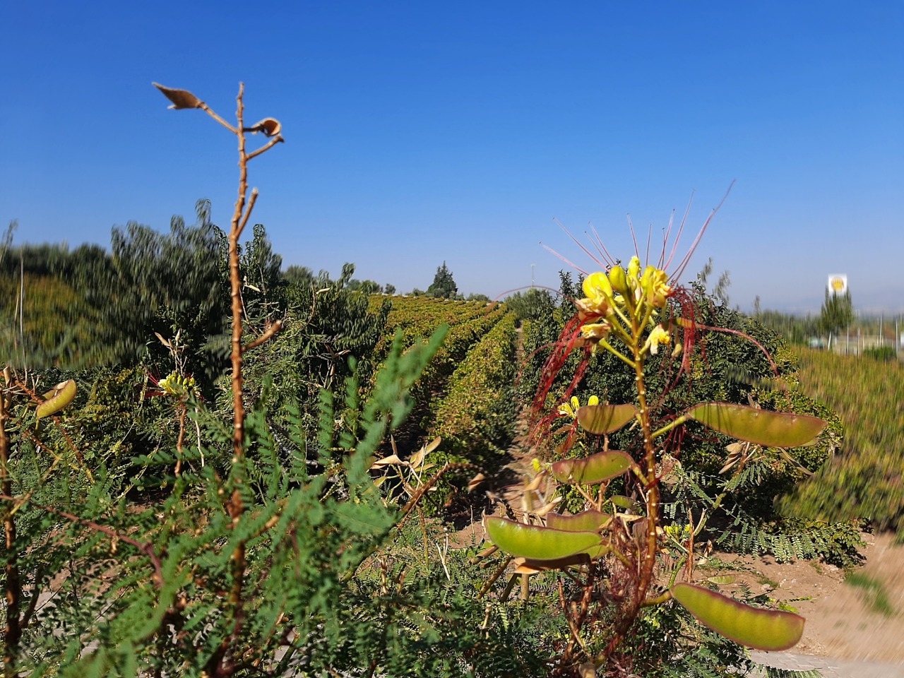 Caesalpinia gilliesii